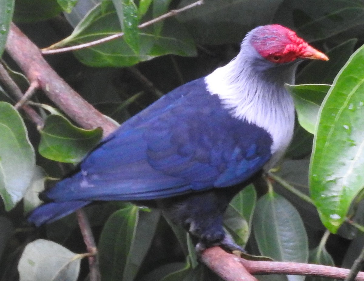 Seychelles Blue-Pigeon - ML617517101