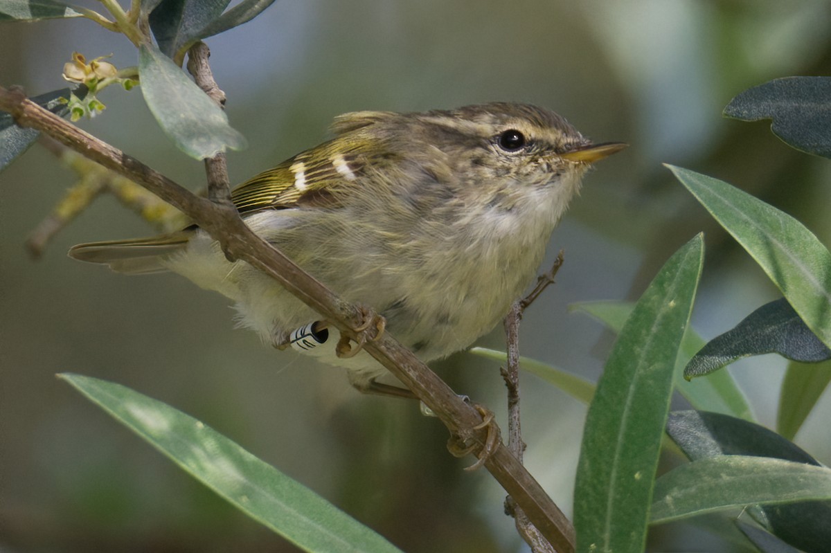 Yellow-browed Warbler - ML617517173