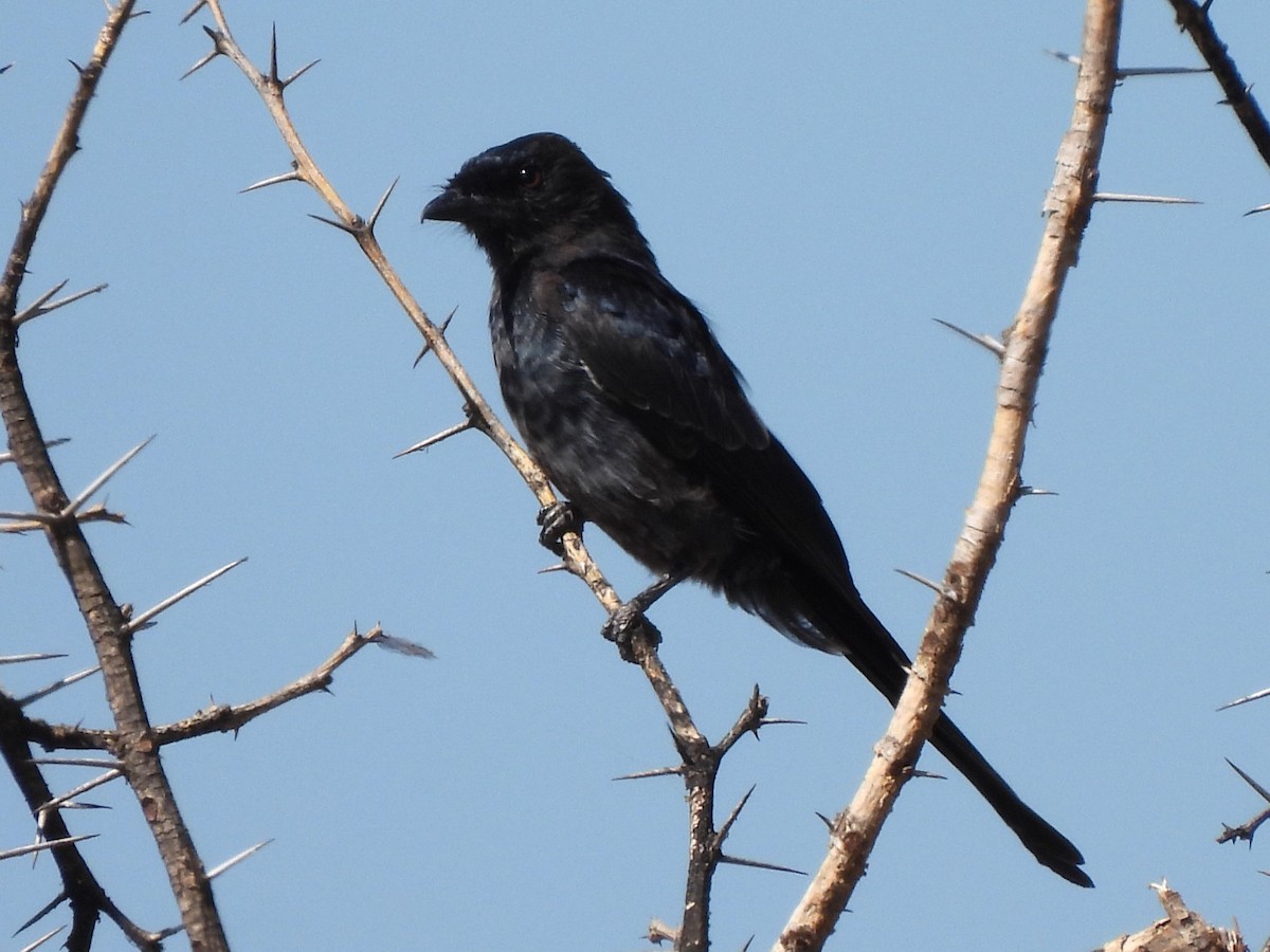 Fork-tailed Drongo - ML617517180