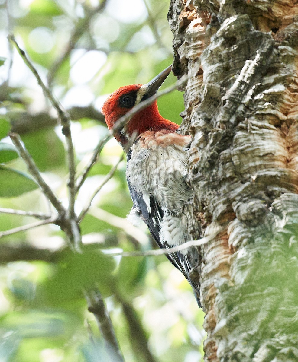 Red-breasted Sapsucker - ML617517243