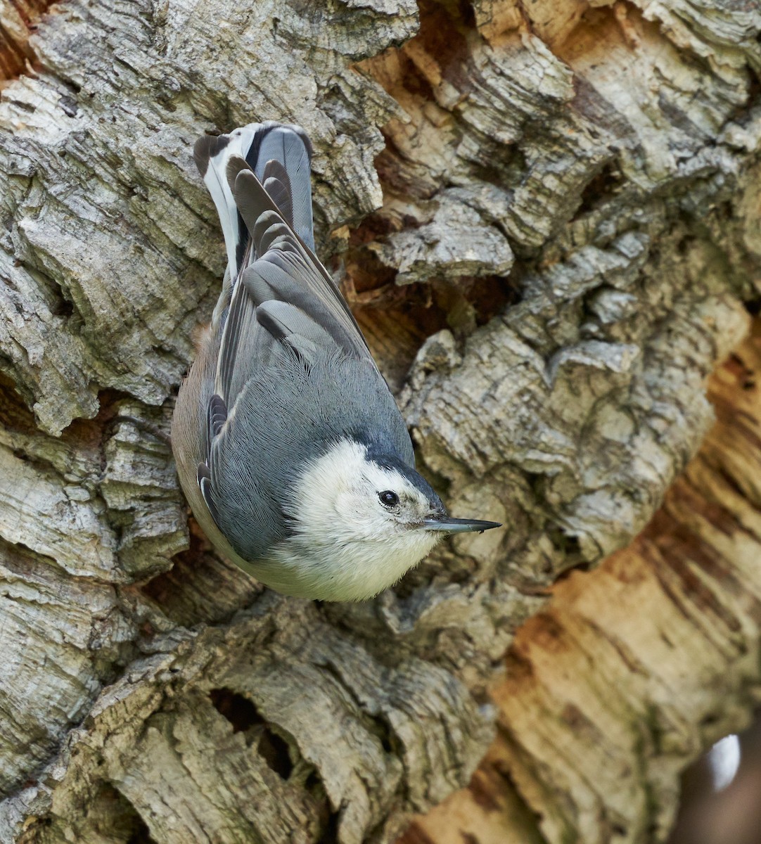 White-breasted Nuthatch - ML617517251