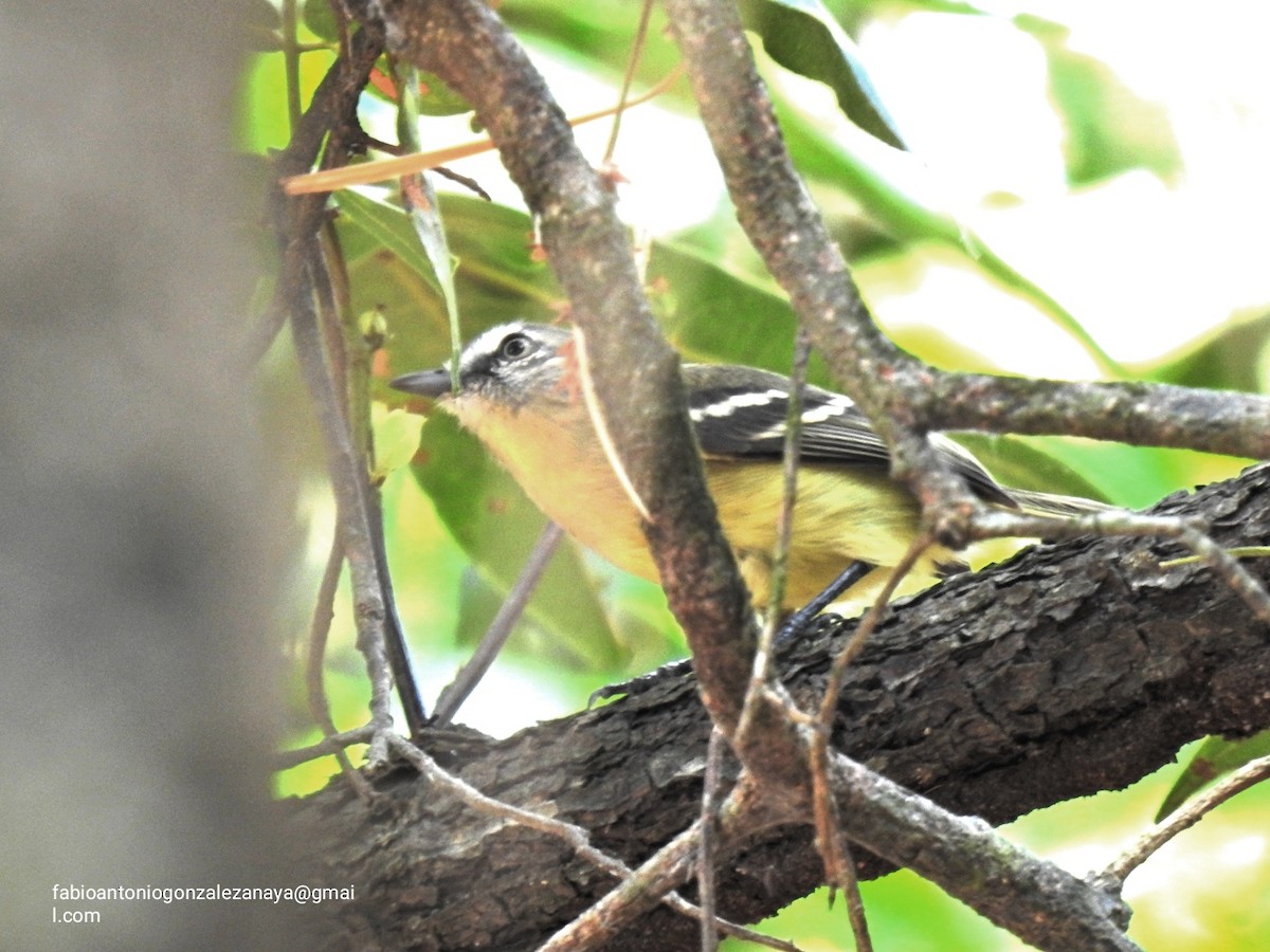 Pale-tipped Tyrannulet - ML617517272