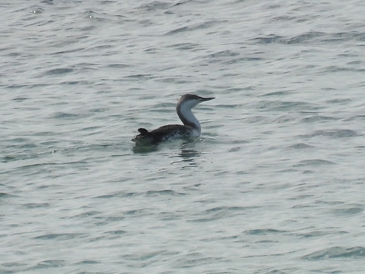 Red-throated Loon - ML617517288