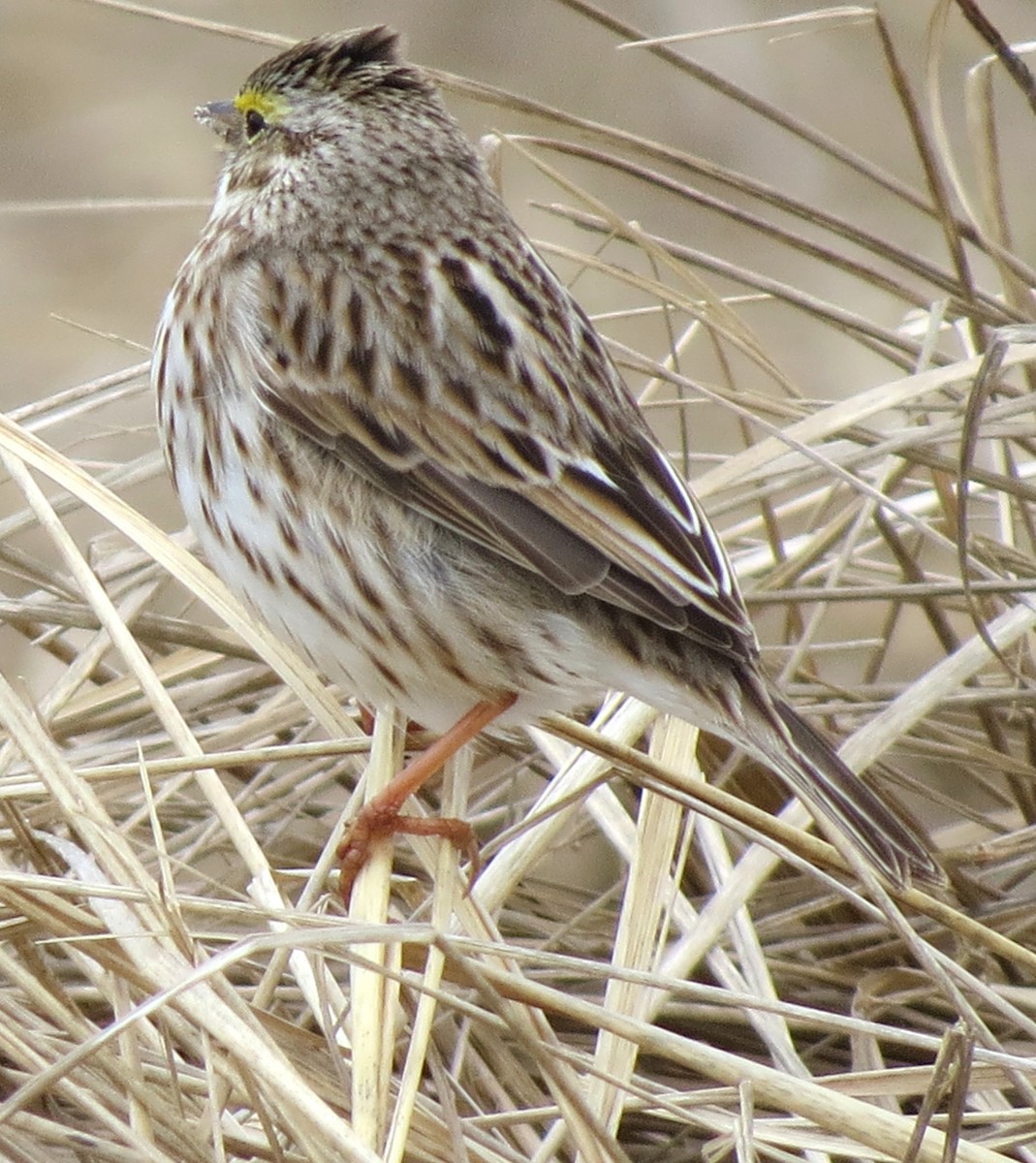 Savannah Sparrow - ML617517426
