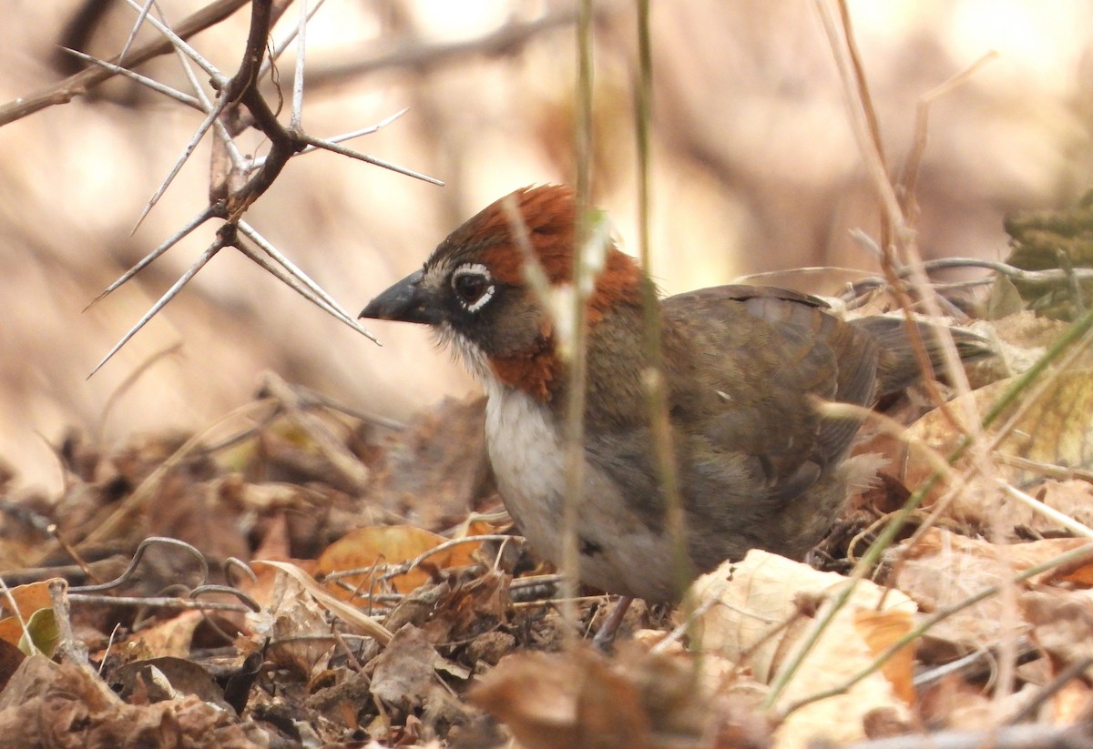 Rusty-crowned Ground-Sparrow - Rafael Salcedo
