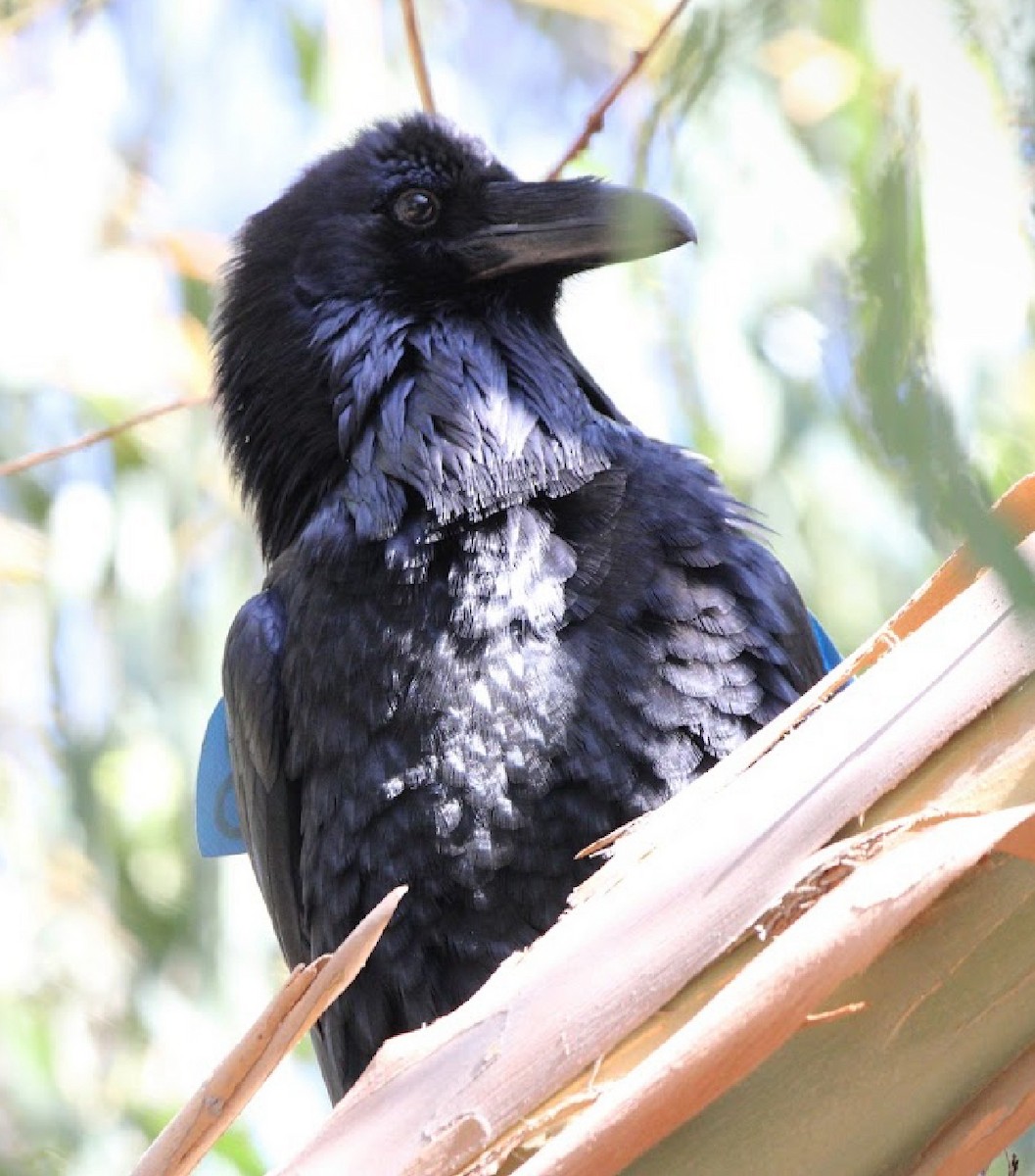 Common Raven - Winston Humphreys 🦜