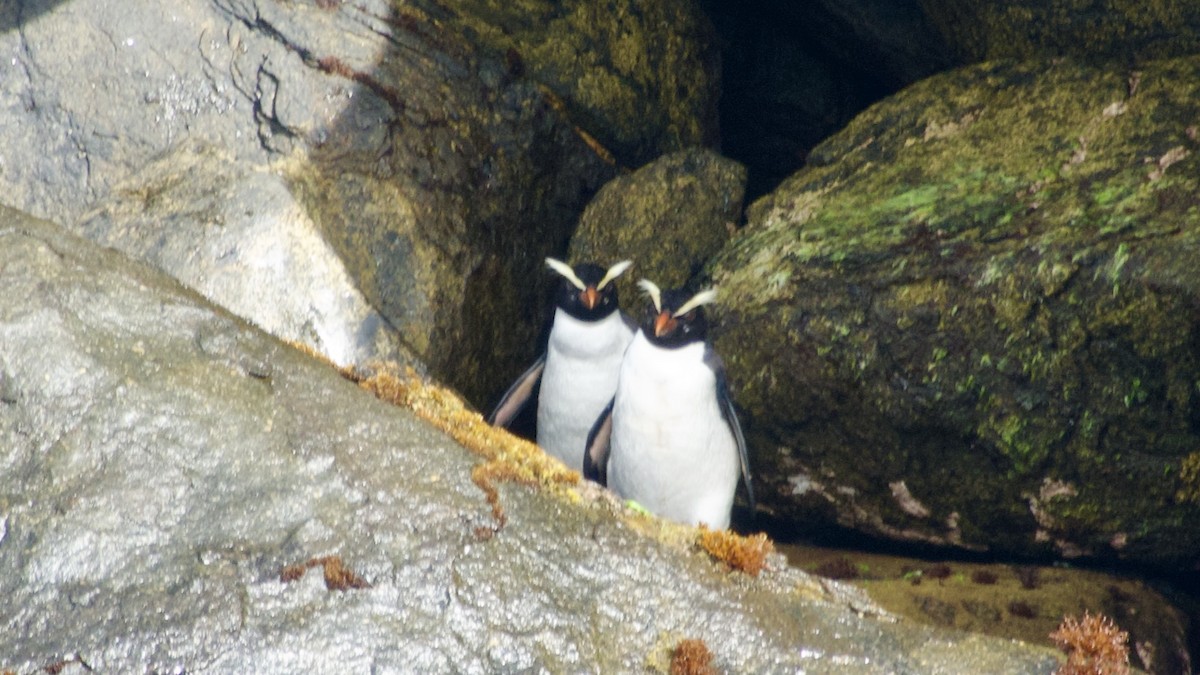 Fiordland Penguin - ML617517467