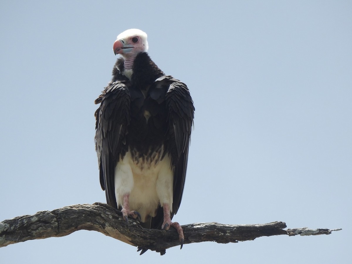 White-headed Vulture - ML617517512
