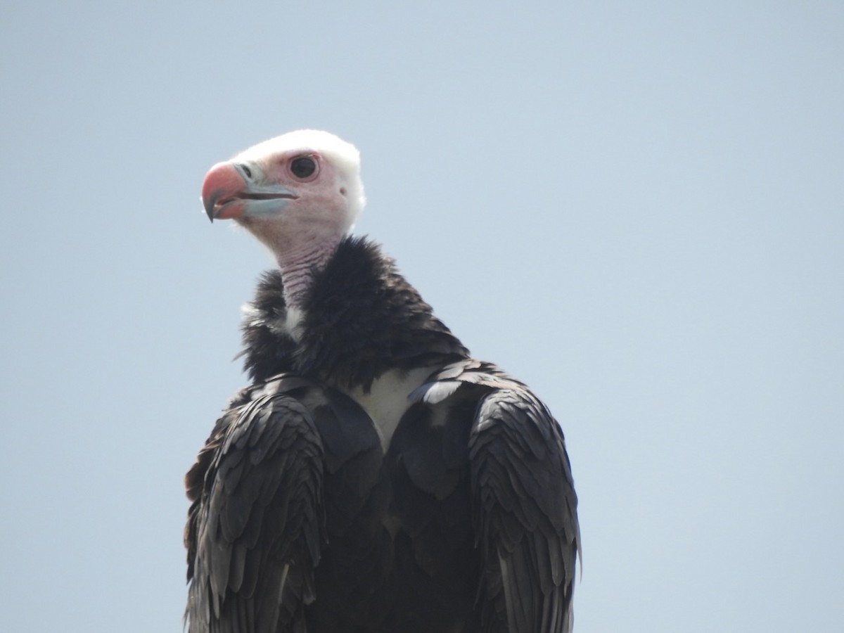 White-headed Vulture - Alastair Newton