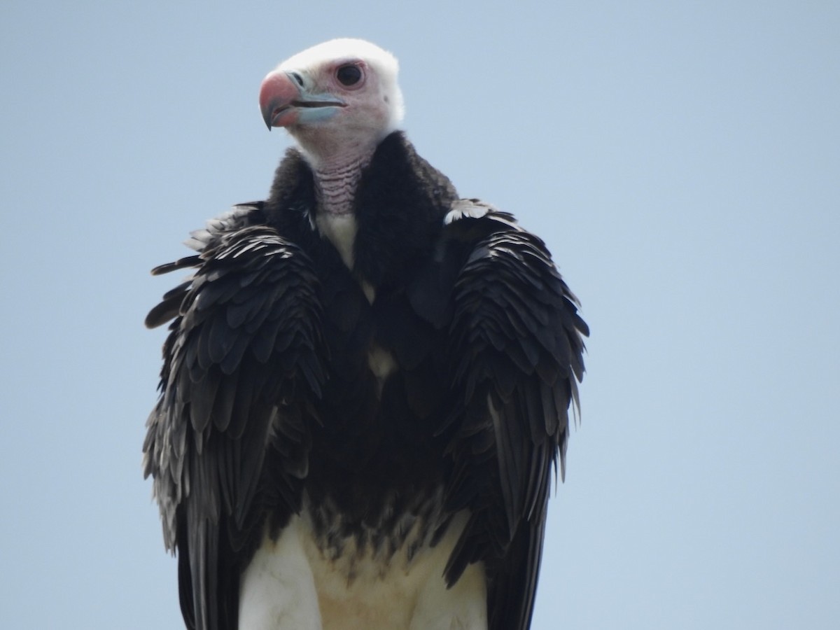 White-headed Vulture - ML617517514