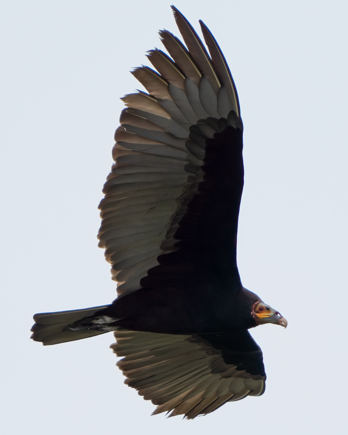 Lesser Yellow-headed Vulture - ML617517521