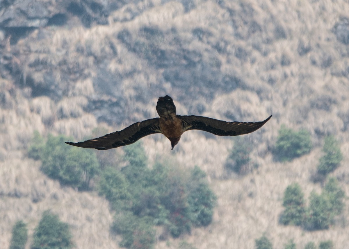 Bearded Vulture - Garima Bhatia