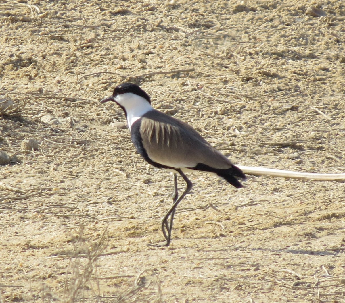 Spur-winged Lapwing - ML617517606