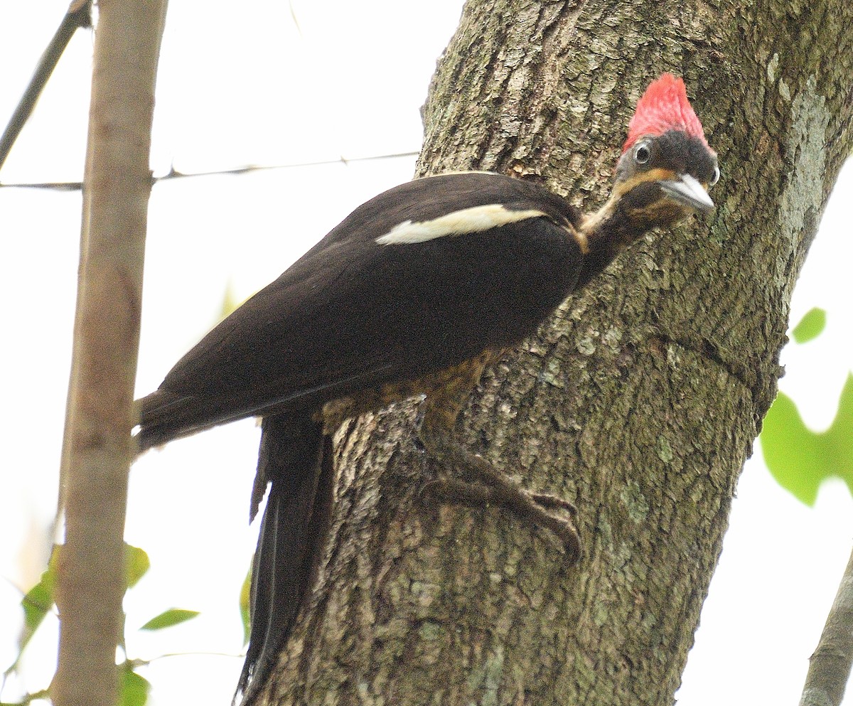 Lineated Woodpecker - ML617517619