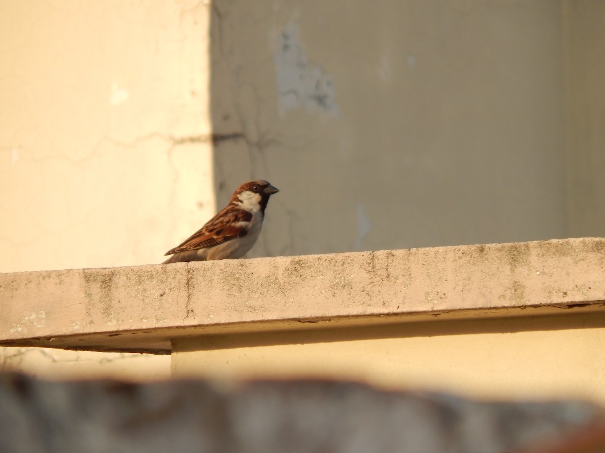 House Sparrow - Azan Karam