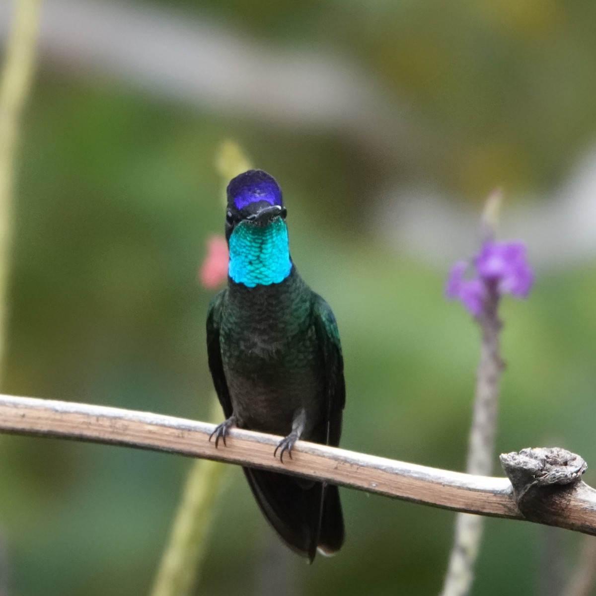 Talamanca Hummingbird - Jana Lagan