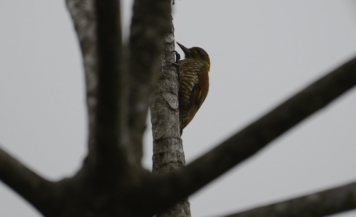 Red-stained Woodpecker - ML617517807