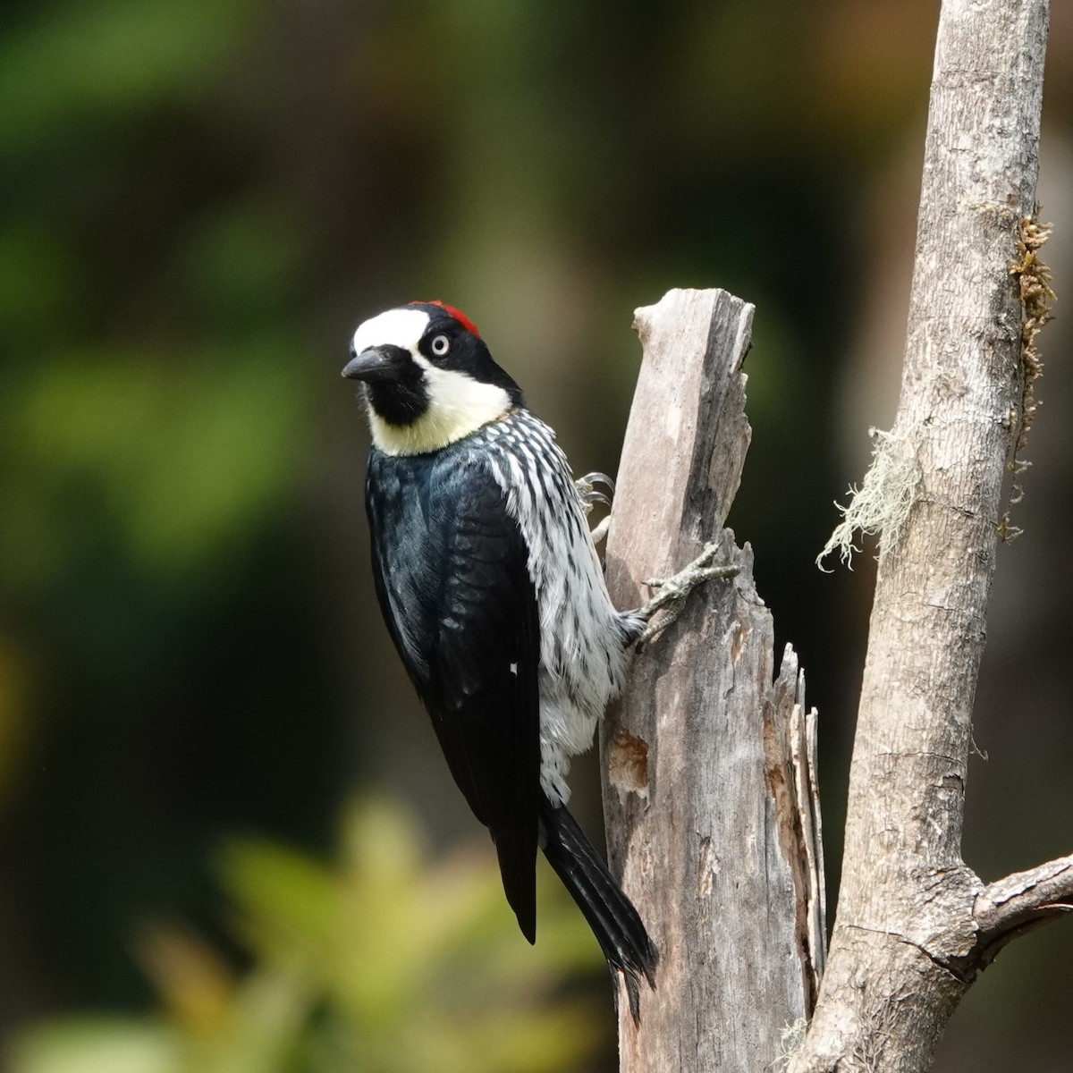Acorn Woodpecker - Jana Lagan