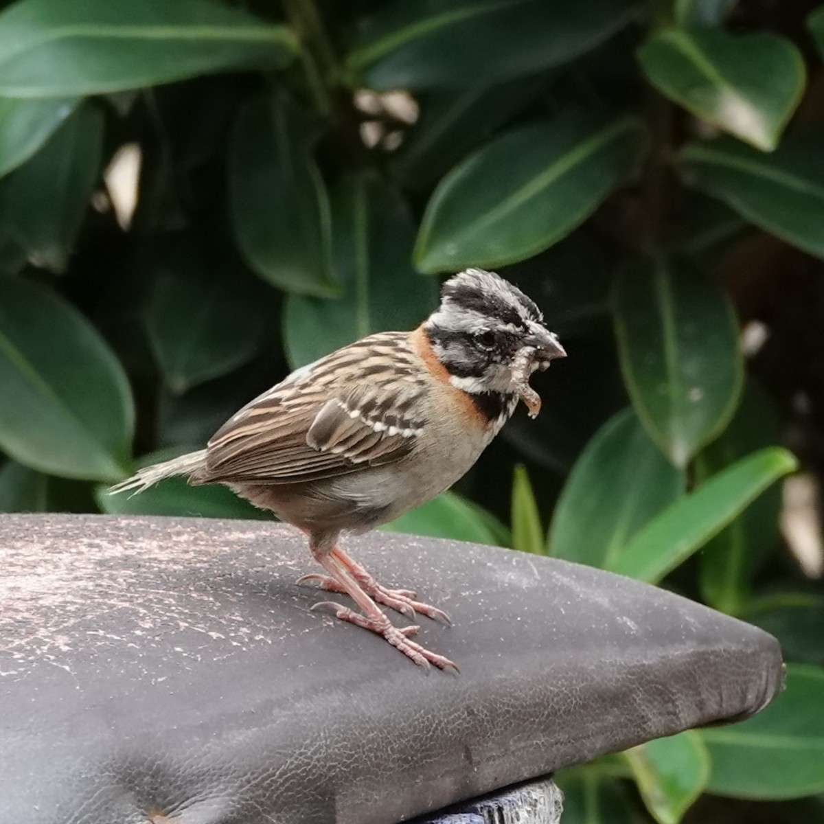 Rufous-collared Sparrow - ML617517821