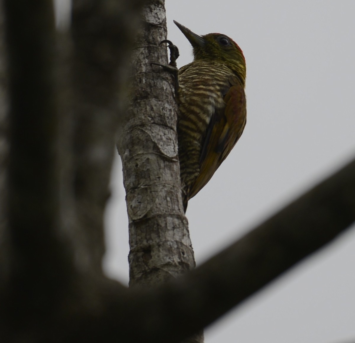 Red-stained Woodpecker - ML617517823