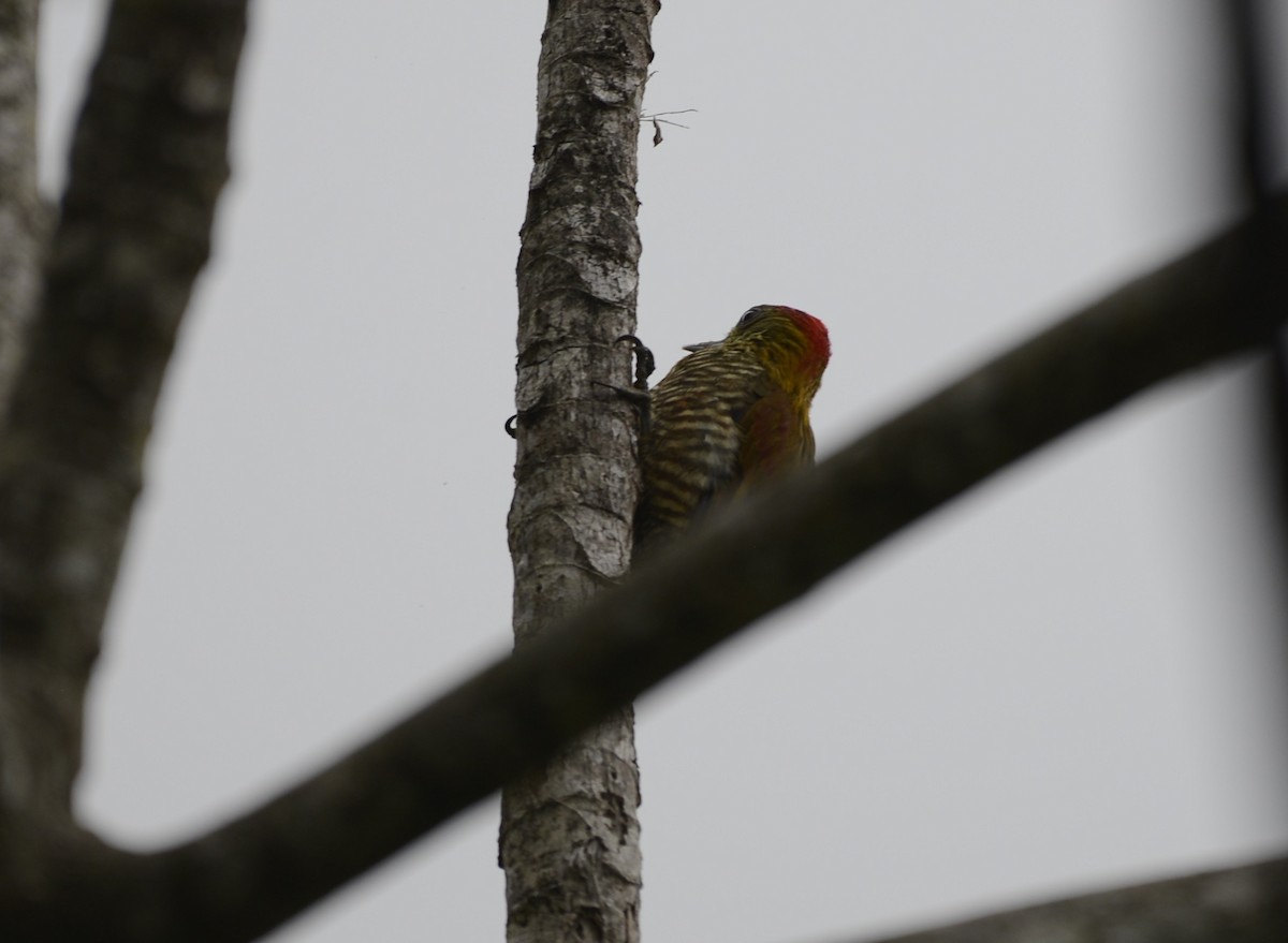 Red-stained Woodpecker - ML617517834