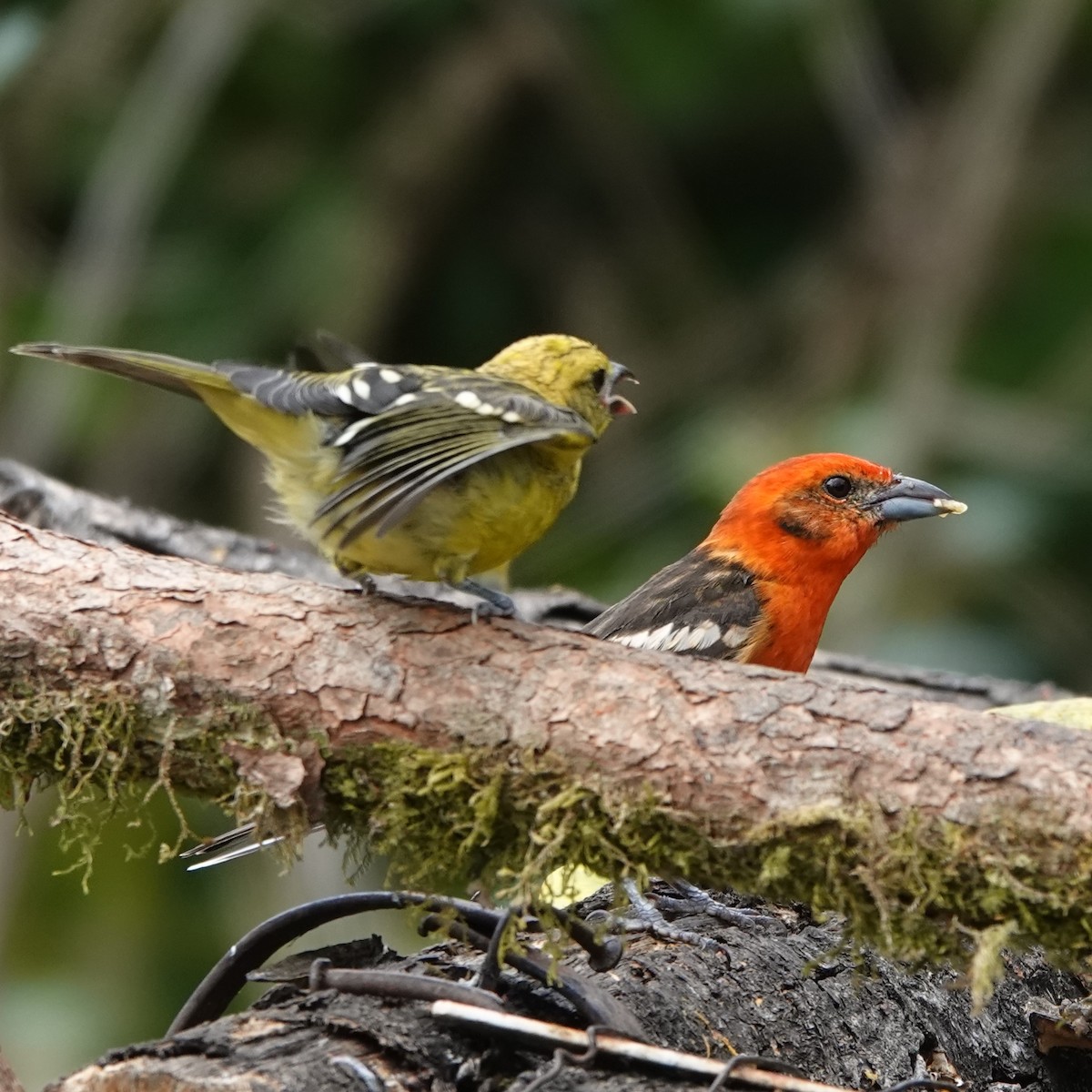 Flame-colored Tanager - ML617517845