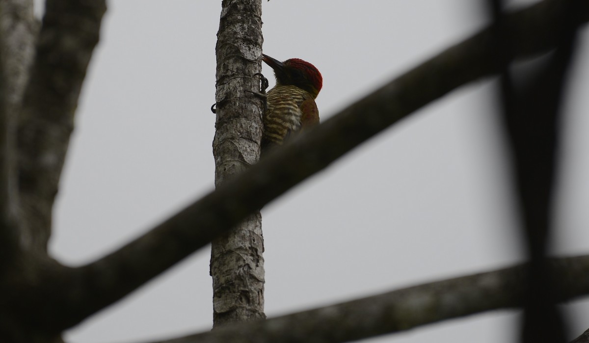 Red-stained Woodpecker - ML617517846