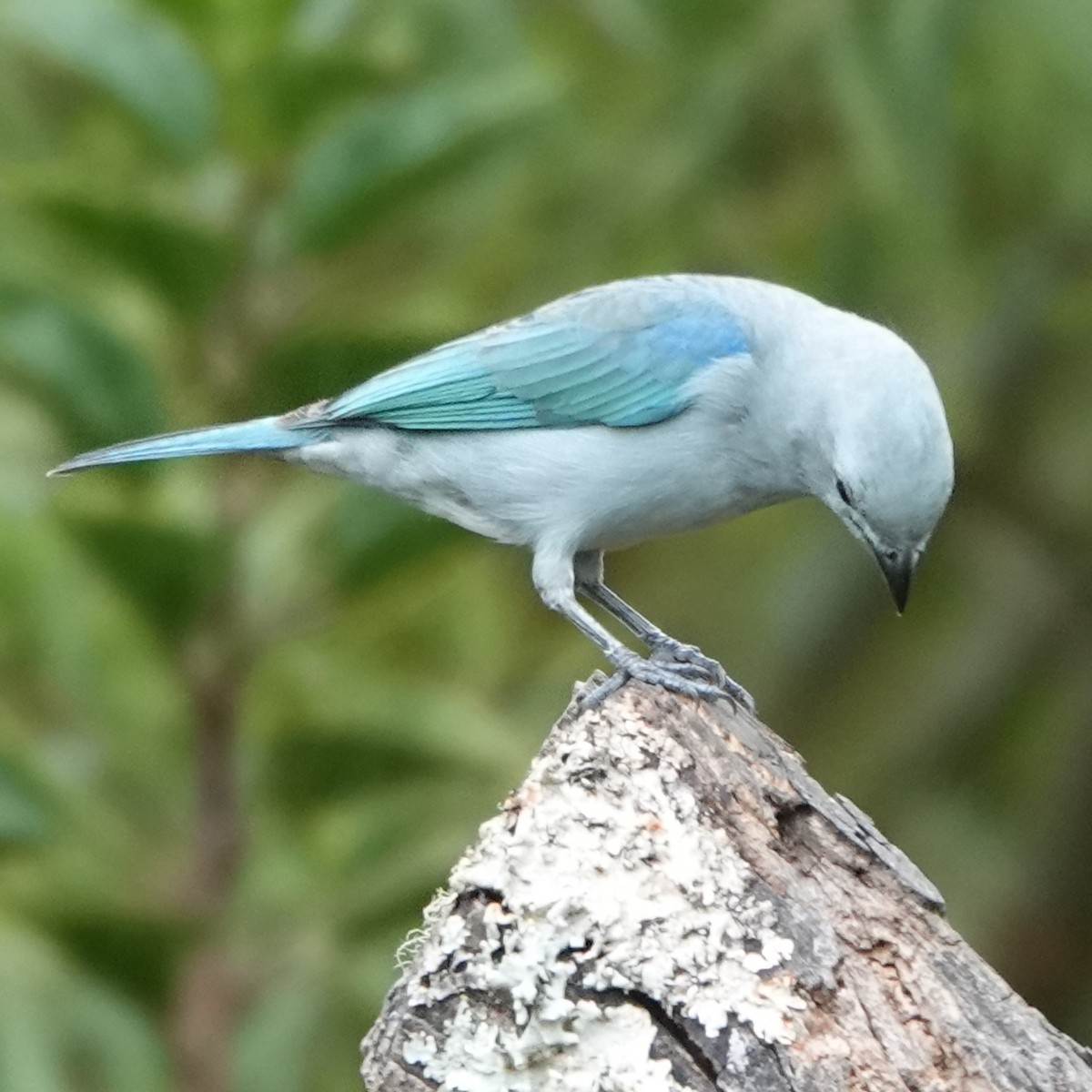 Blue-gray Tanager - ML617517860