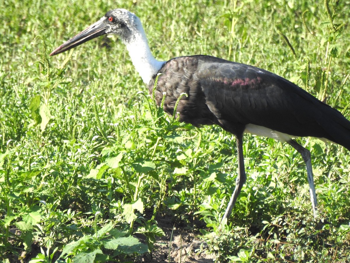 African Woolly-necked Stork - ML617517865