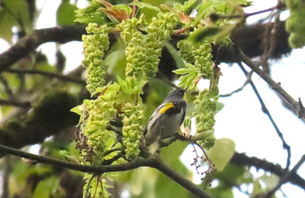 Yellow-rumped Warbler (Audubon's) - ML617517866