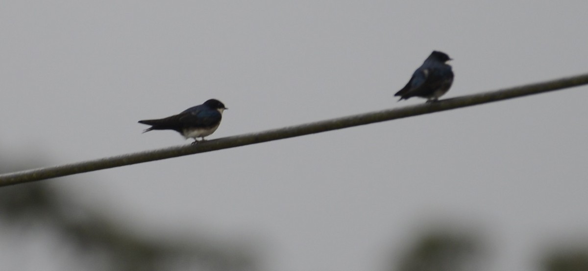 Blue-and-white Swallow - ML617517874