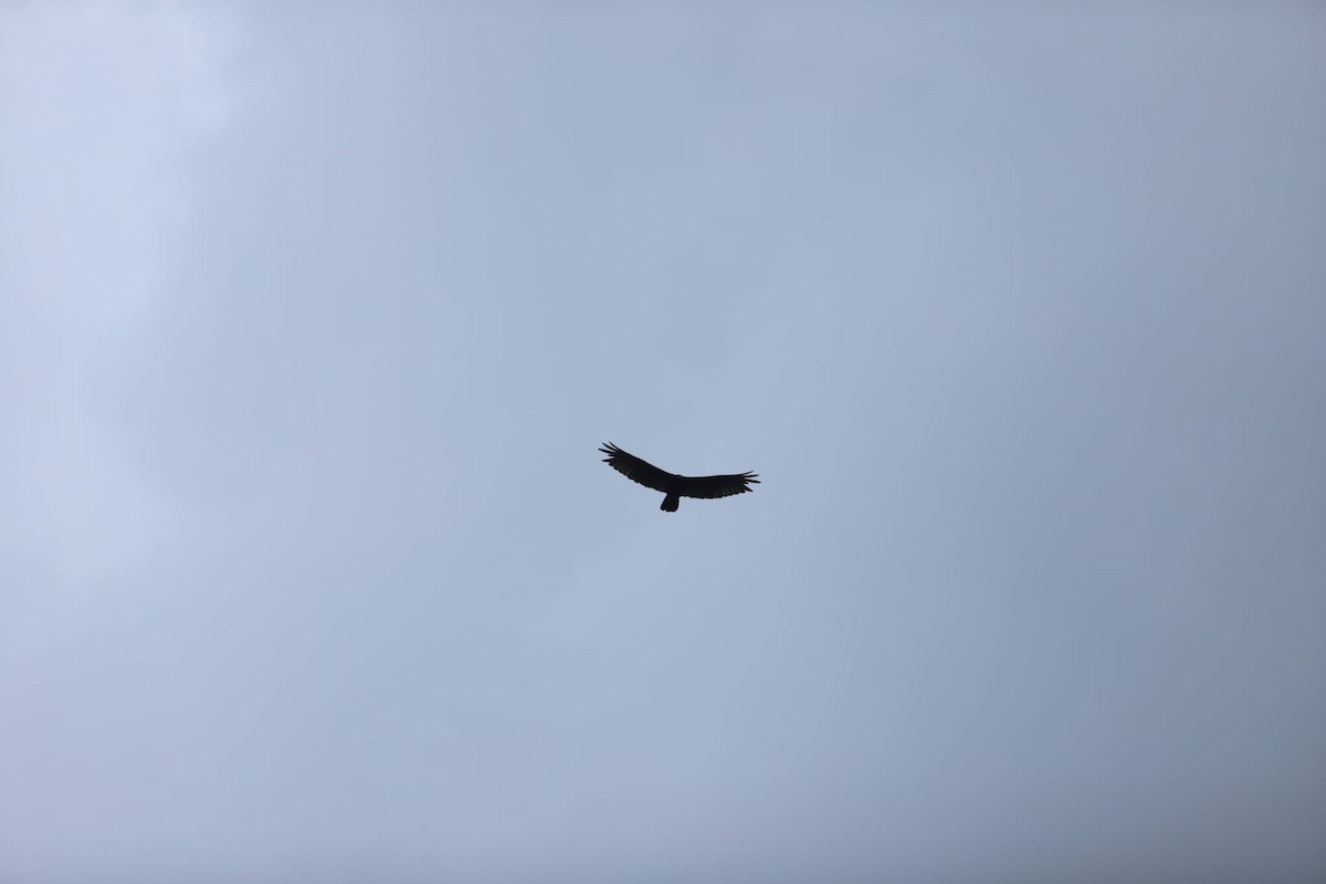 Black Vulture - Maeva Ekembe