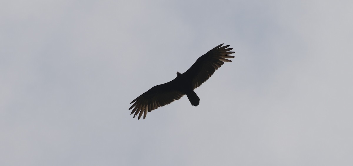 Turkey Vulture - ML617517928