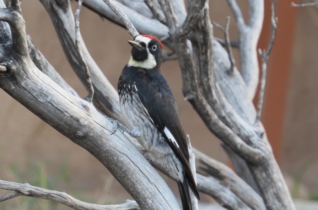 Acorn Woodpecker - ML617517949