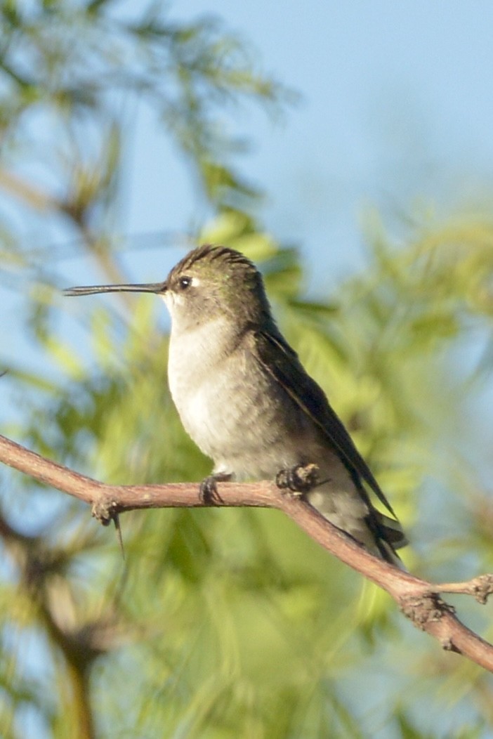 Broad-tailed Hummingbird - ML617517959