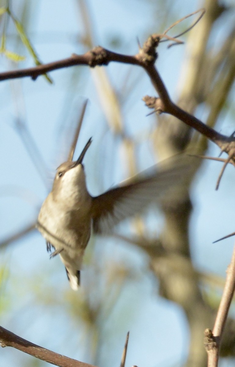 Broad-tailed Hummingbird - David Gersten