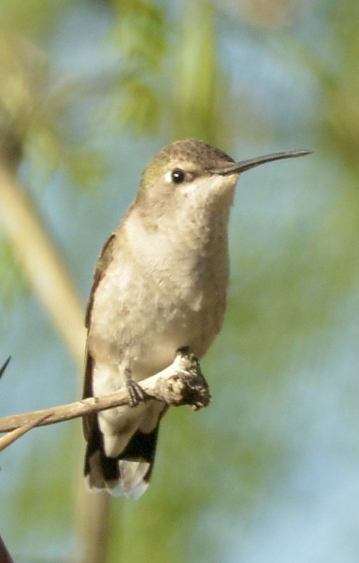 Broad-tailed Hummingbird - ML617517961