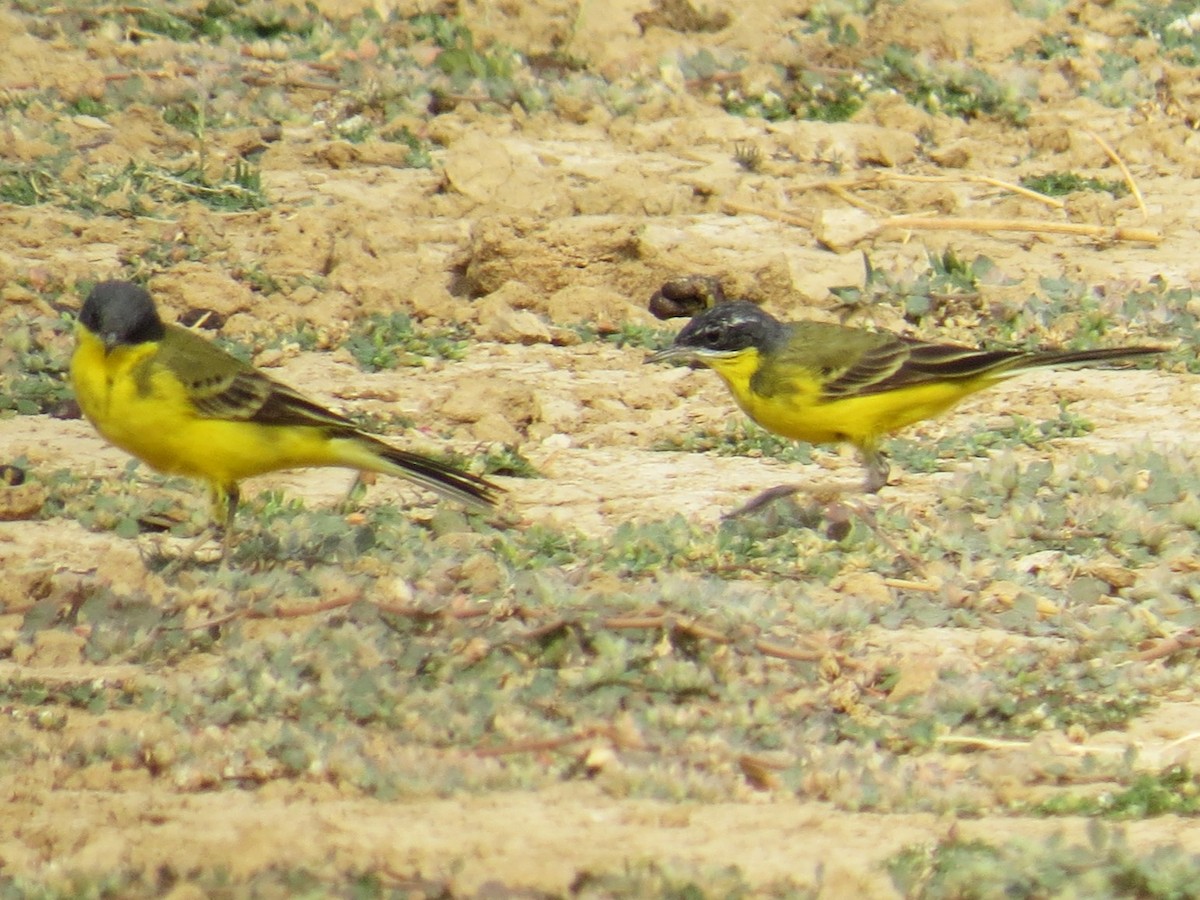 Western/Eastern Yellow Wagtail - Chris Bowden