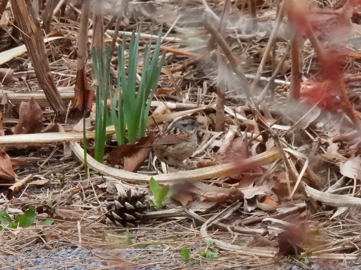 Swamp Sparrow - ML617518005