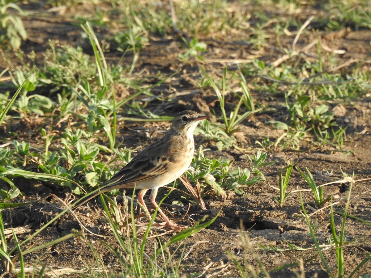 African Pipit - ML617518029