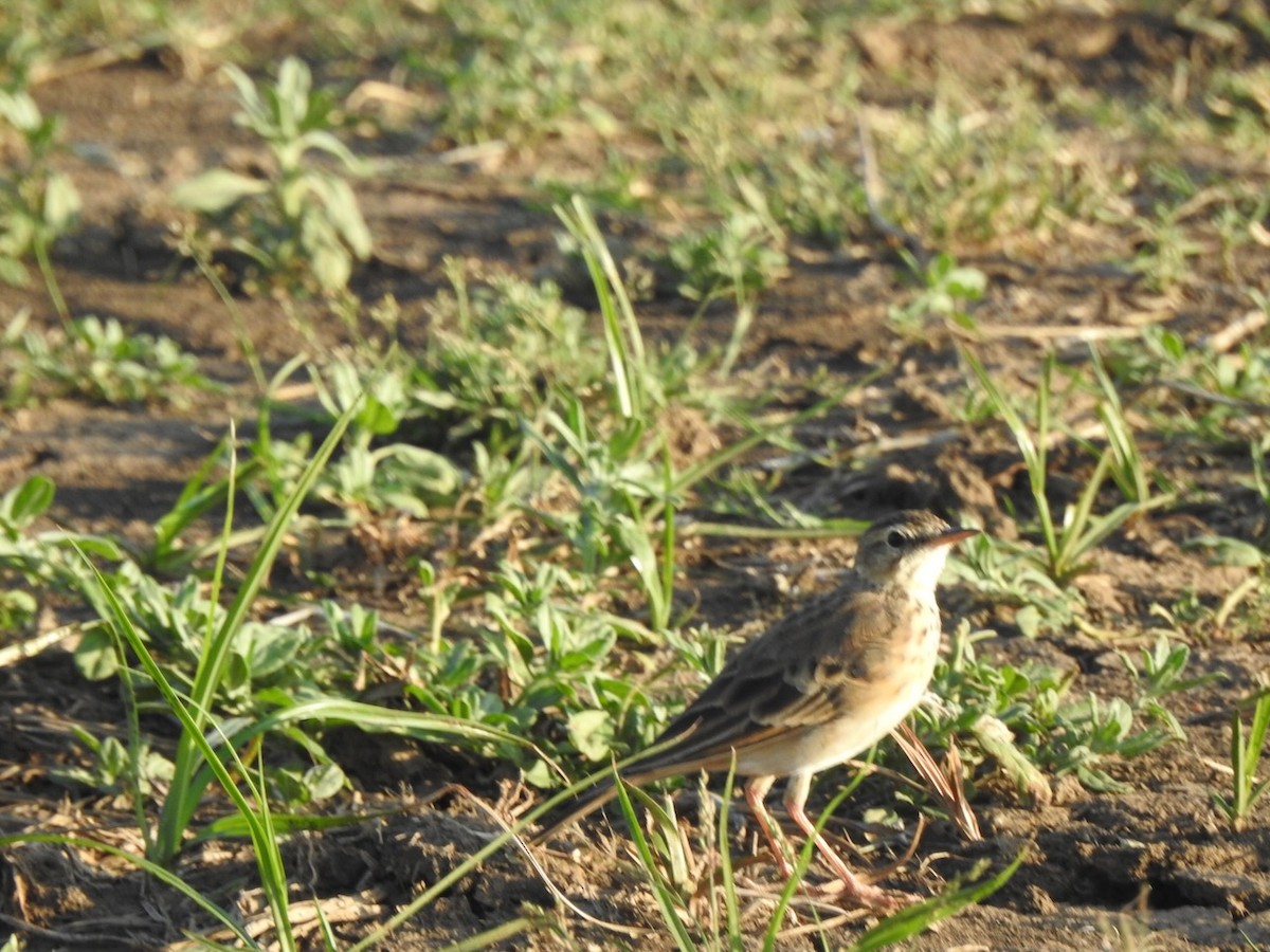 African Pipit - ML617518030