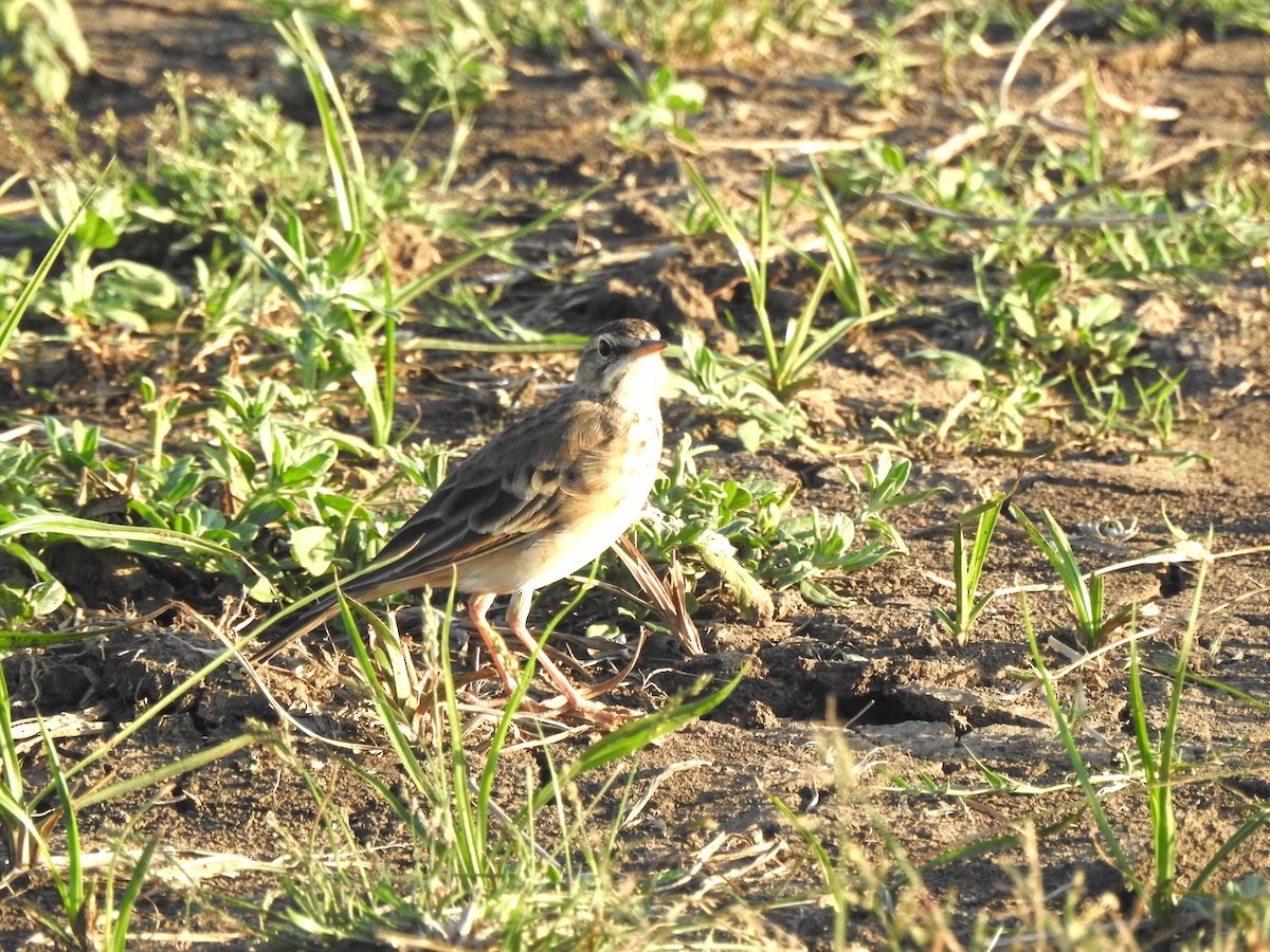 African Pipit - ML617518031
