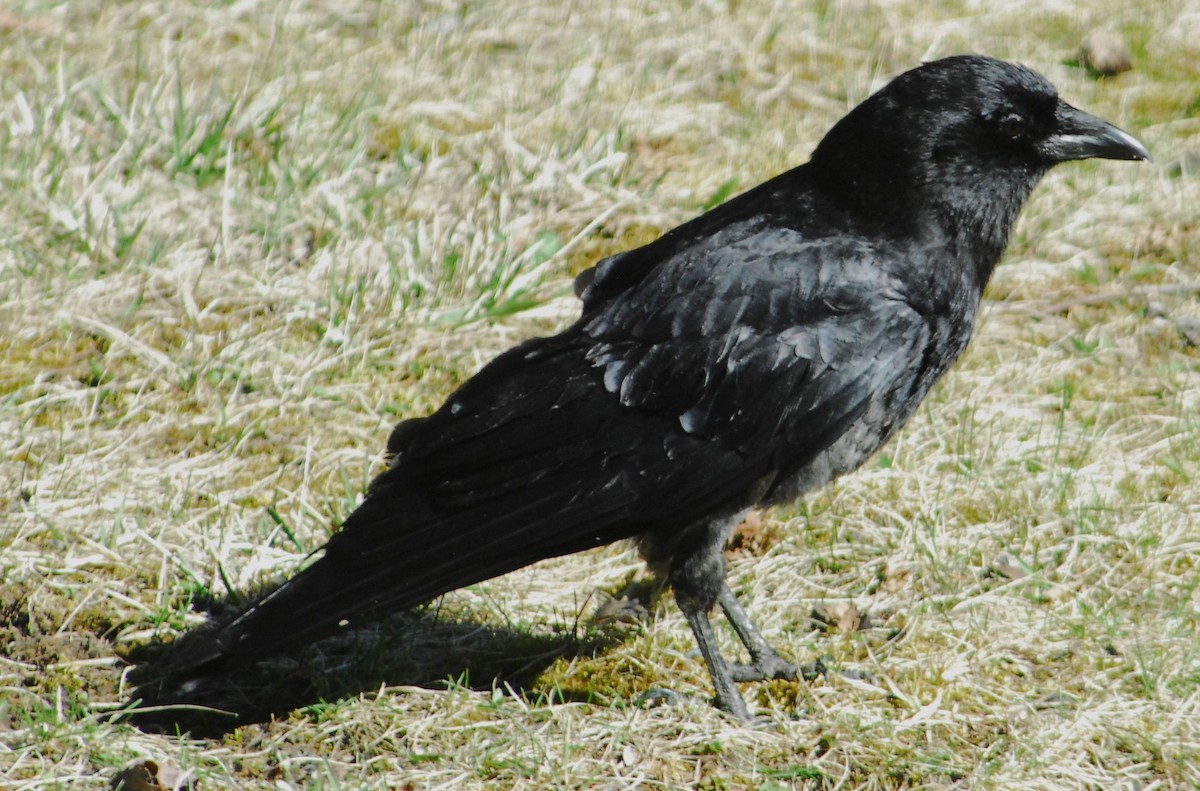 Corvus sp. (crow sp.) - ML617518070