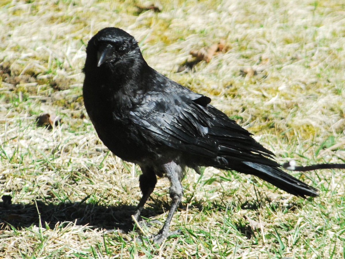 Corvus sp. (crow sp.) - ML617518071
