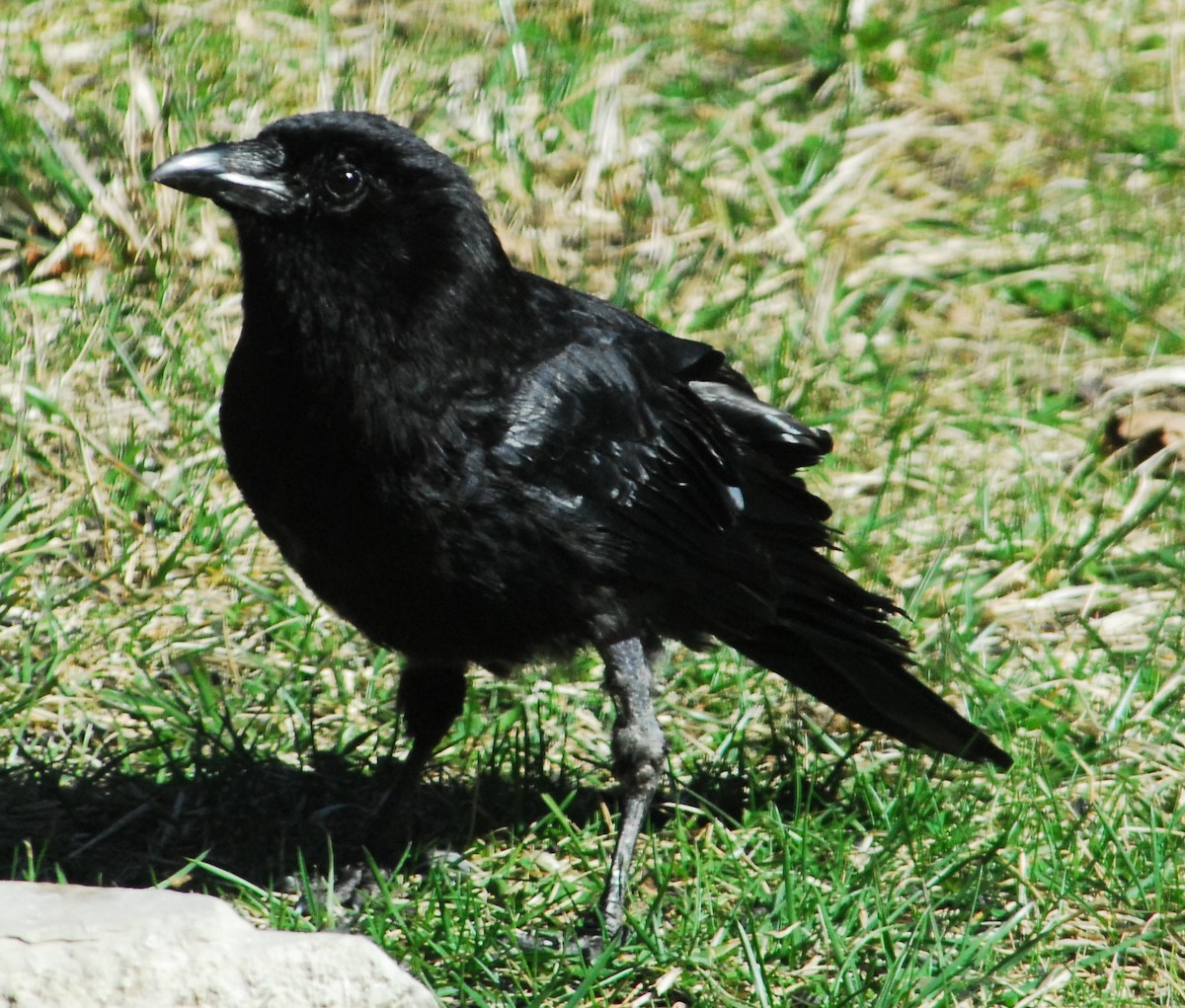 Corvus sp. (crow sp.) - ML617518072