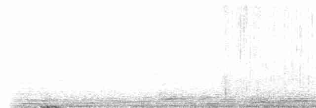 Rhipidure à gorge blanche - ML617518091