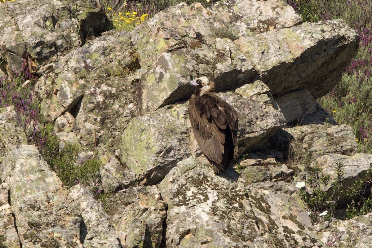 Cinereous Vulture - ML617518099