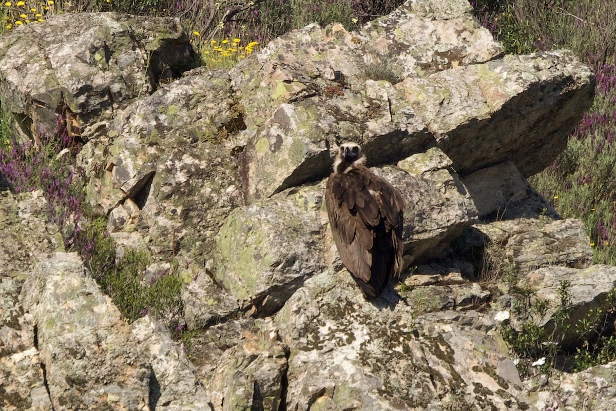 Cinereous Vulture - ML617518100