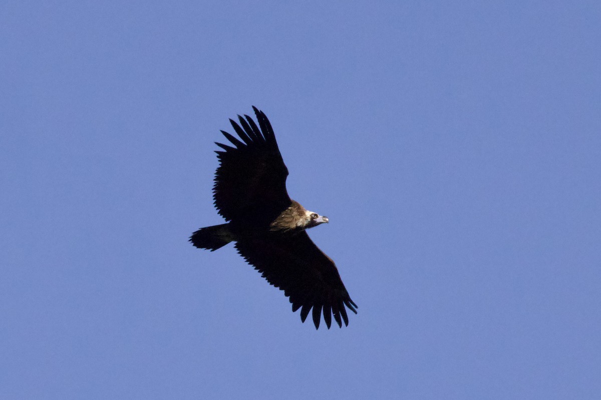 Cinereous Vulture - John Bruin