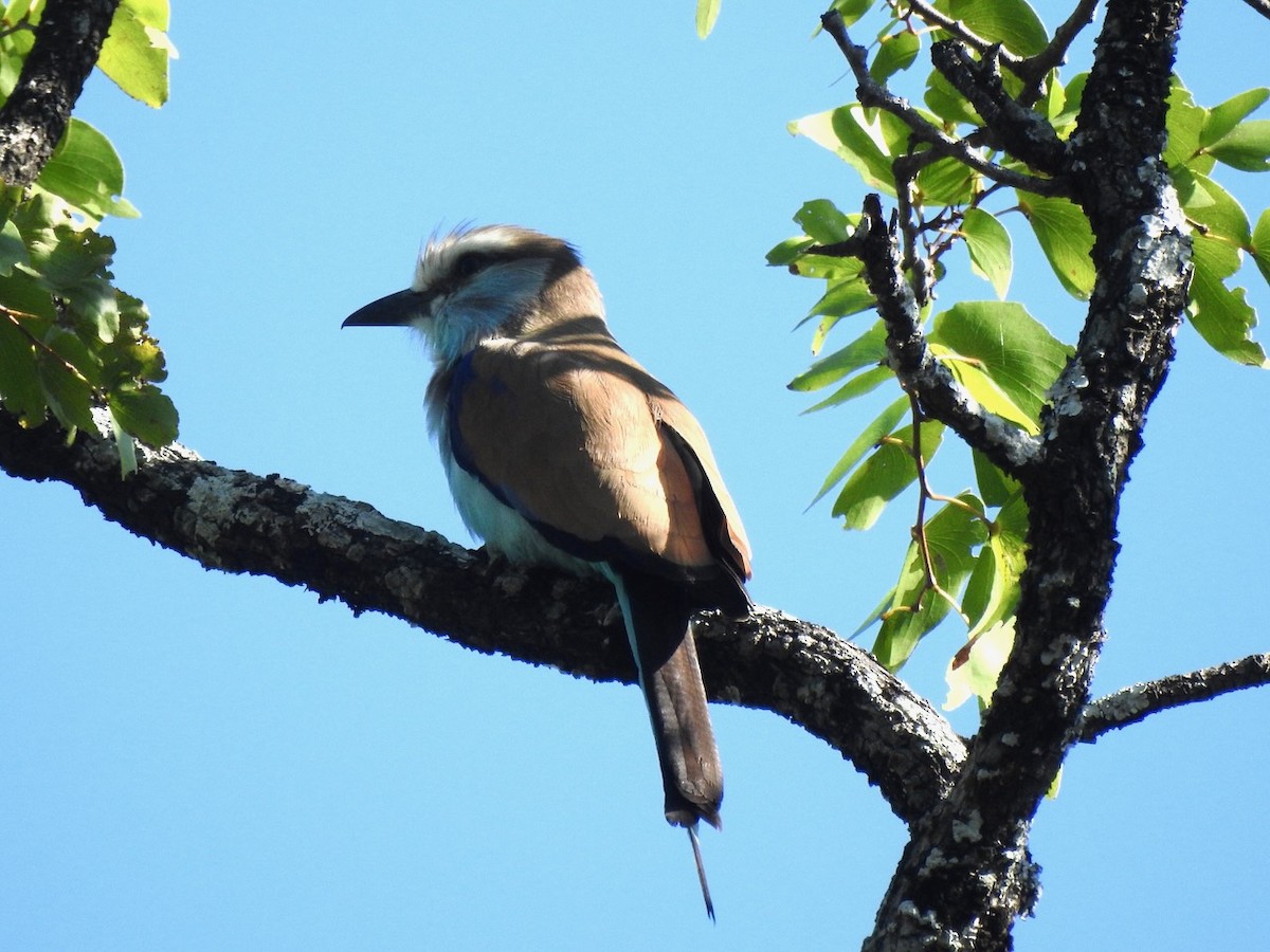 Racket-tailed Roller - ML617518181